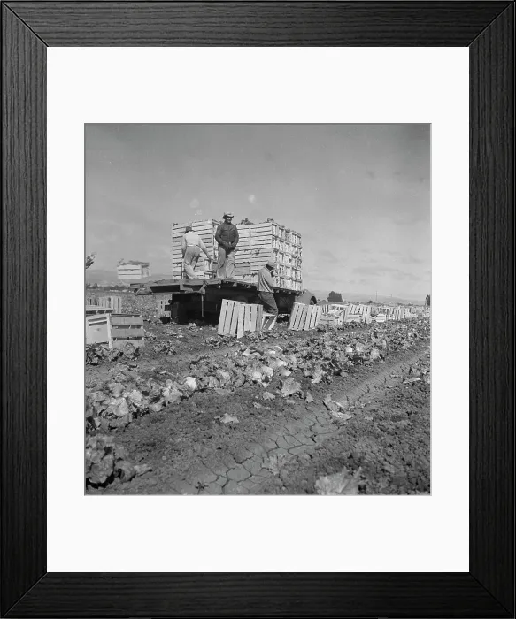 Framed Print : Salinas lettuce fields, California, 1936. Creator: Dorothea Lange Framed Print : Salinas lettuce fields, California, 1936. Creator: Dorothea Lange