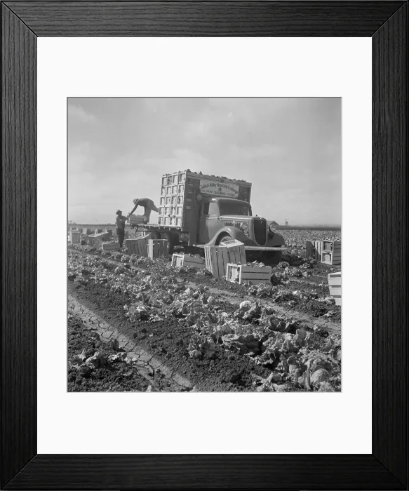Framed Print : Salinas lettuce fields, California, 1936. Creator: Dorothea Lange