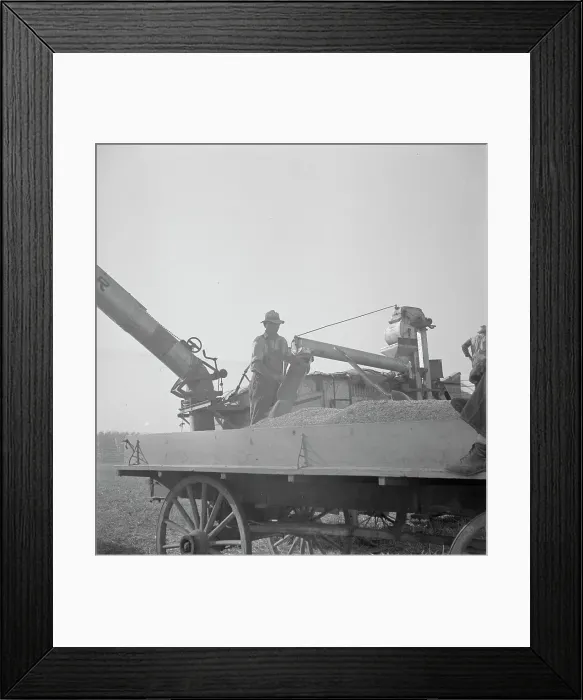 Framed Print : Threshing of oats, Clayton, Indiana, south of Indianapolis, 1936. Creator: Dorothea Lange Framed Print : Threshing of oats, Clayton, Indiana, south of Indianapolis, 1936. Creator: Dorothea Lange