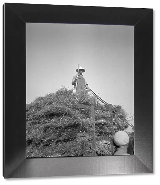 Harvesting oats, Clayton, Indiana, 1936. Creator: Dorothea Lange