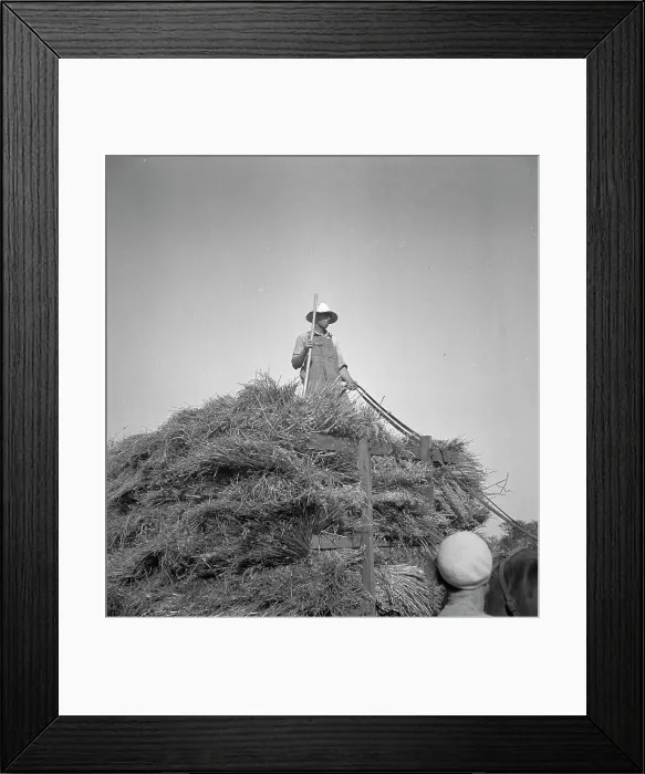 Framed Print : Harvesting oats, Clayton, Indiana, 1936. Creator: Dorothea Lange Framed Print : Harvesting oats, Clayton, Indiana, 1936. Creator: Dorothea Lange
