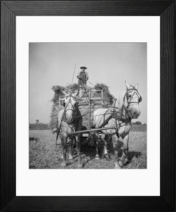 Framed Print : Harvesting oats, Clayton, Indiana, south of Indianapolis, 1936. Creator: Dorothea Lange Framed Print : Harvesting oats, Clayton, Indiana, south of Indianapolis, 1936. Creator: Dorothea Lange