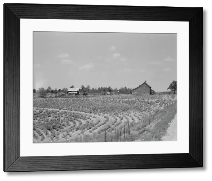 Framed Print : Sharecrop farm, Gaffney, South Carolina, 1937. Creator: Dorothea Lange Framed Print : Sharecrop farm, Gaffney, South Carolina, 1937. Creator: Dorothea Lange