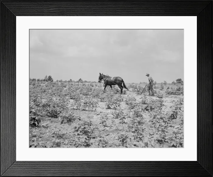 Framed Print : Oldest son of a sharecropper family working in the cotton, Chesnee, South Carolina, 1937. Creator: Dorothea Lange Framed Print : Oldest son of a sharecropper family working in the cotton, Chesnee, South Carolina, 1937. Creator: Dorothea Lange
