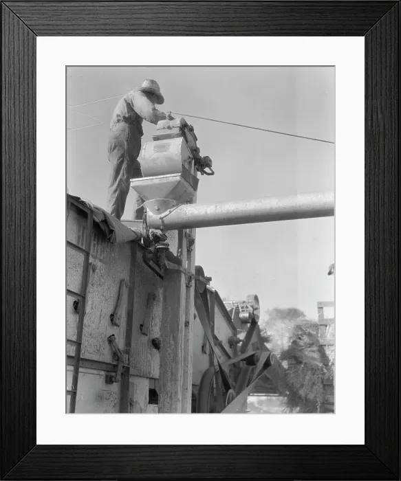 Framed Print : Threshing oats, Clayton, Indiana, 1936. Creator: Dorothea Lange Framed Print : Threshing oats, Clayton, Indiana, 1936. Creator: Dorothea Lange