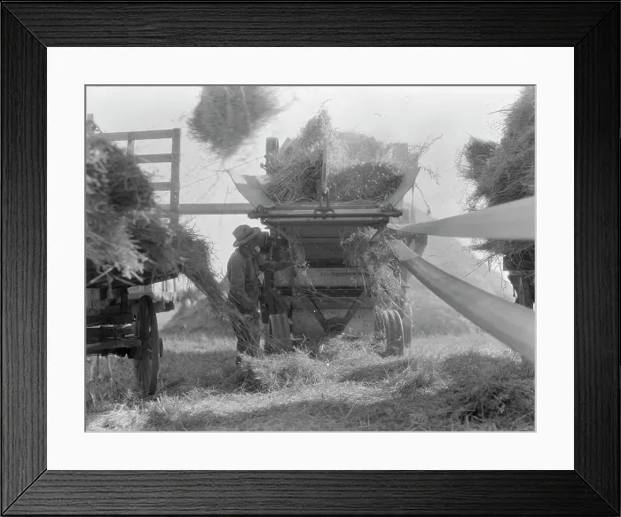 Framed Print : The threshing of oats, Clayton, Indiana, south of Indianapolis, 1936. Creator: Dorothea Lange Framed Print : The threshing of oats, Clayton, Indiana, south of Indianapolis, 1936. Creator: Dorothea Lange