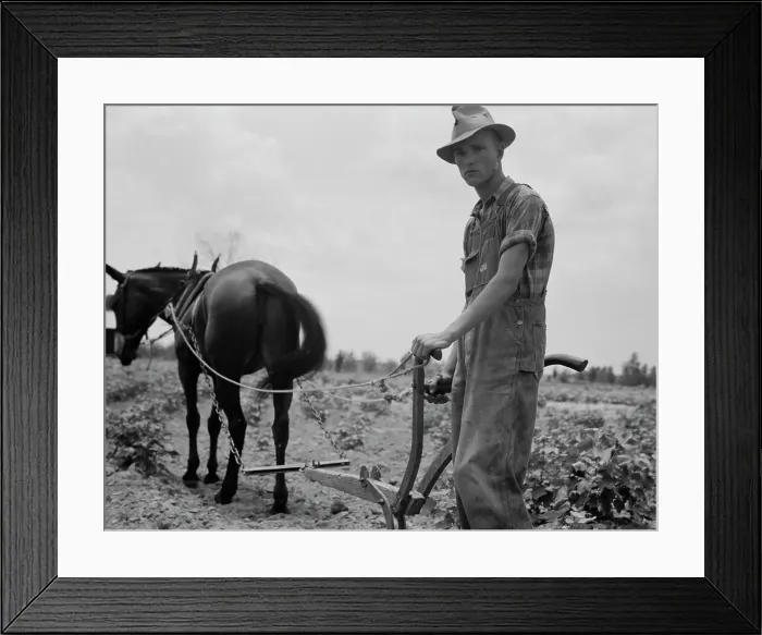 Framed Print : Son of sharecropper family at work in the cotton near Chesnee, South Carolina, 1937. Creator: Dorothea Lange Framed Print : Son of sharecropper family at work in the cotton near Chesnee, South Carolina, 1937. Creator: Dorothea Lange