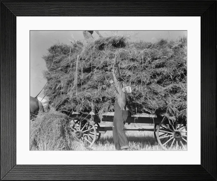 Framed Print : The threshing of oats, Clayton, Indiana, south of Indianapolis, 1936. Creator: Dorothea Lange Framed Print : The threshing of oats, Clayton, Indiana, south of Indianapolis, 1936. Creator: Dorothea Lange