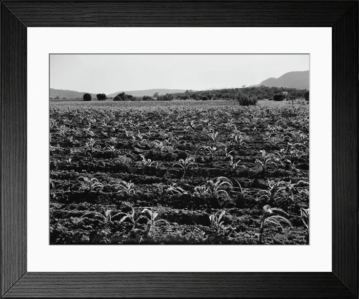 Framed Print : Field of young corn near Mescalero Apache Reservation, New Mexico, 1938. Creator: Dorothea Lange Framed Print : Field of young corn near Mescalero Apache Reservation, New Mexico, 1938. Creator: Dorothea Lange