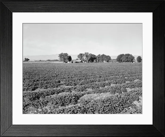 Framed Print : Cantaloupe field and ranch house, Imperial Valley, California, 1938. Creator: Dorothea Lange Framed Print : Cantaloupe field and ranch house, Imperial Valley, California, 1938. Creator: Dorothea Lange