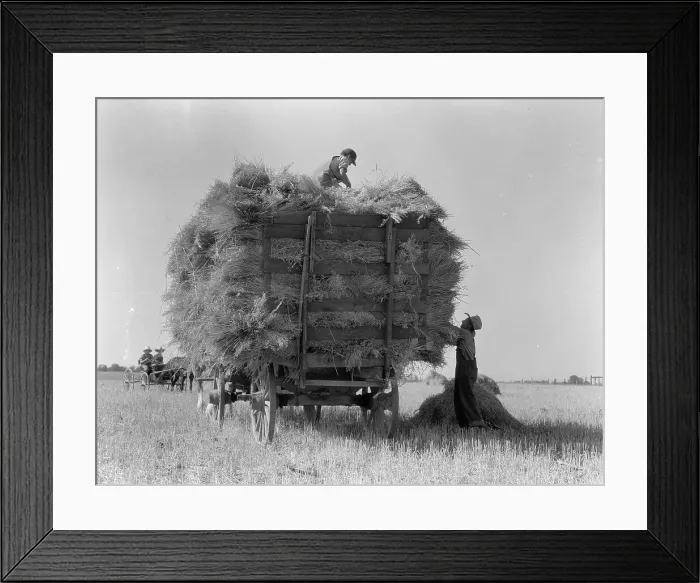 Framed Print : The threshing of oats, Clayton, Indiana, south of Indianapolis, 1936. Creator: Dorothea Lange Framed Print : The threshing of oats, Clayton, Indiana, south of Indianapolis, 1936. Creator: Dorothea Lange
