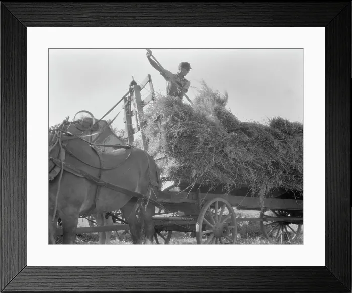 Framed Print : The threshing of oats, Clayton, Indiana, south of Indianapolis, 1936. Creator: Dorothea Lange Framed Print : The threshing of oats, Clayton, Indiana, south of Indianapolis, 1936. Creator: Dorothea Lange