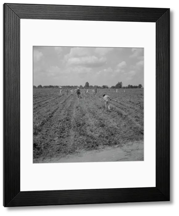 Framed Print : Hoers, Aldridge Plantation, 1937. Creator: Dorothea Lange Framed Print : Hoers, Aldridge Plantation, 1937. Creator: Dorothea Lange