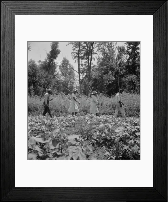 Framed Print : These cotton hoers work from 6 am to 7 pm for one dollar near Clarksdale, Mississippi, 1937. Creator: Dorothea Lange Framed Print : These cotton hoers work from 6 am to 7 pm for one dollar near Clarksdale, Mississippi, 1937. Creator: Dorothea Lange