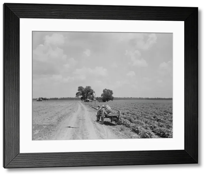 Framed Print : Plantation of Brazos riverbottoms, Texas, 1938. Creator: Dorothea Lange Framed Print : Plantation of Brazos riverbottoms, Texas, 1938. Creator: Dorothea Lange
