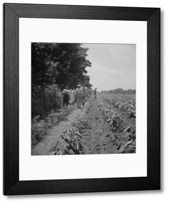 Framed Print : These cotton hoers work from 6 am to 7 pm for one dollar near Clarksdale, Mississippi, 1937. Creator: Dorothea Lange Framed Print : These cotton hoers work from 6 am to 7 pm for one dollar near Clarksdale, Mississippi, 1937. Creator: Dorothea Lange
