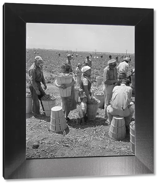 Migrant pea pickers, near Westley, California, 1938. Creator: Dorothea Lange