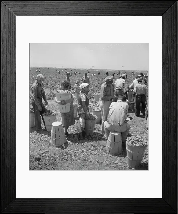Framed Print : Migrant pea pickers, near Westley, California, 1938. Creator: Dorothea Lange Framed Print : Migrant pea pickers, near Westley, California, 1938. Creator: Dorothea Lange
