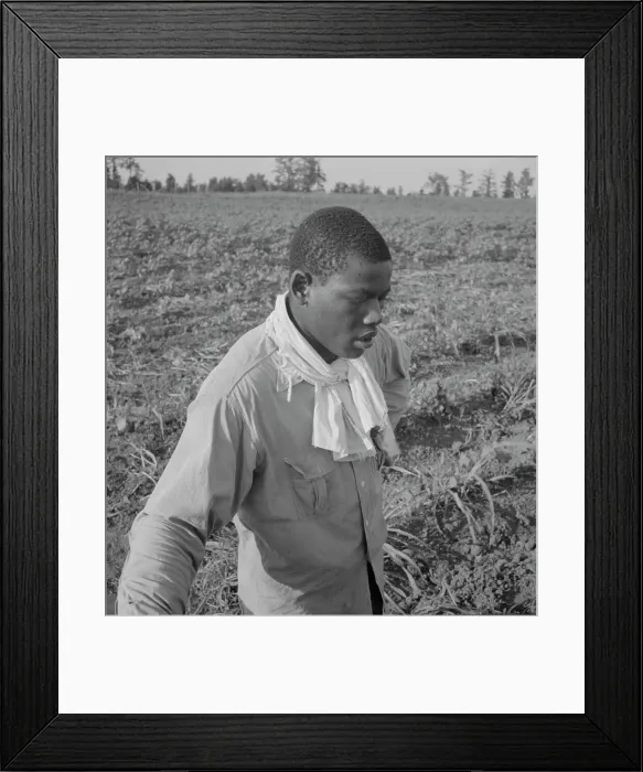 Framed Print : Cotton hoer, Coahoma County, Mississippi, 1937. Creator: Dorothea Lange Framed Print : Cotton hoer, Coahoma County, Mississippi, 1937. Creator: Dorothea Lange