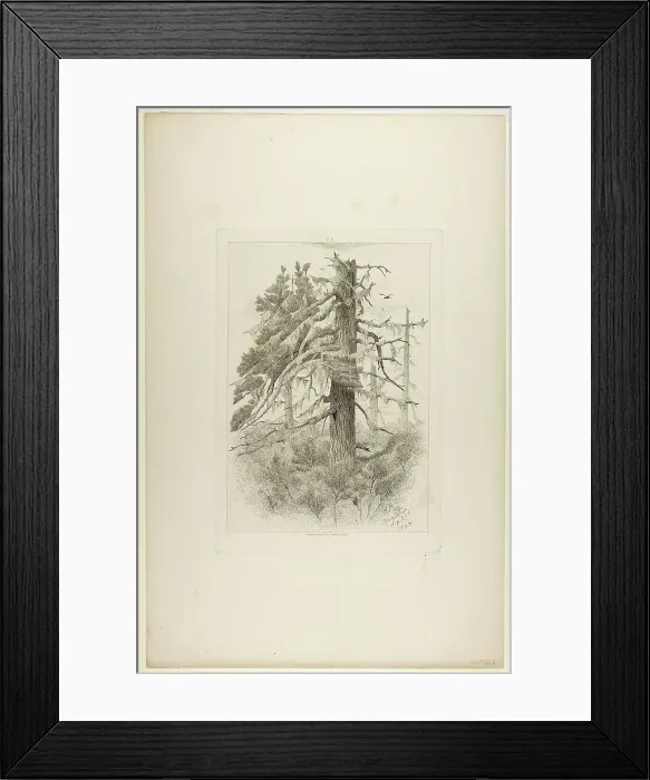 Framed Print : Old Trees at Naushon Island, 1864. Creator: Robert Swain Gifford Framed Print : Old Trees at Naushon Island, 1864. Creator: Robert Swain Gifford