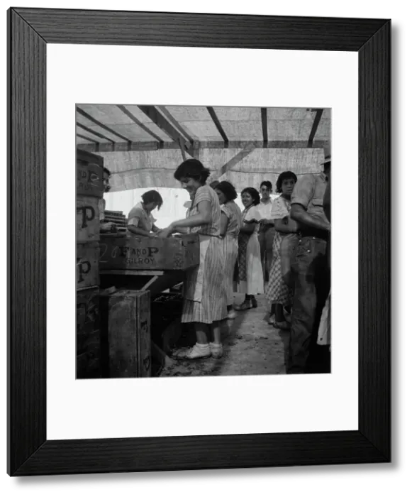 Framed Print : Women packing apricots in large open sheds adjoining the orchards, Brentwood, California, 1938. Creator: Dorothea Lange Framed Print : Women packing apricots in large open sheds adjoining the orchards, Brentwood, California, 1938. Creator: Dorothea Lange