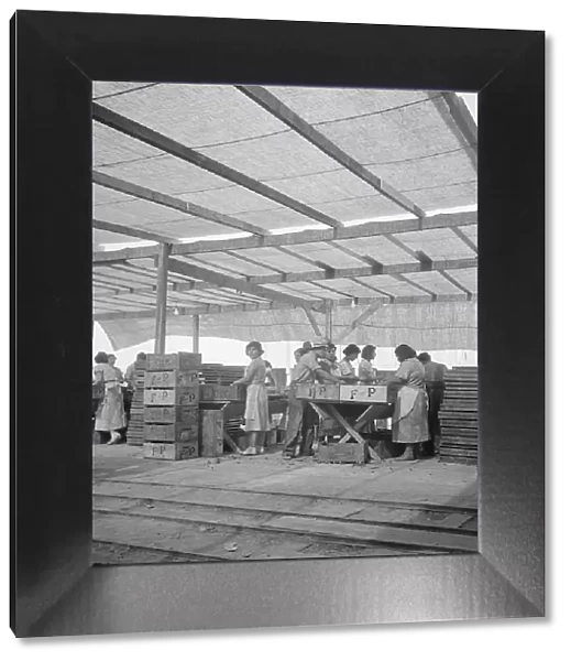 Women packing apricots in large open sheds adjoining the orchards, Brentwood, California, 1938. Creator: Dorothea Lange
