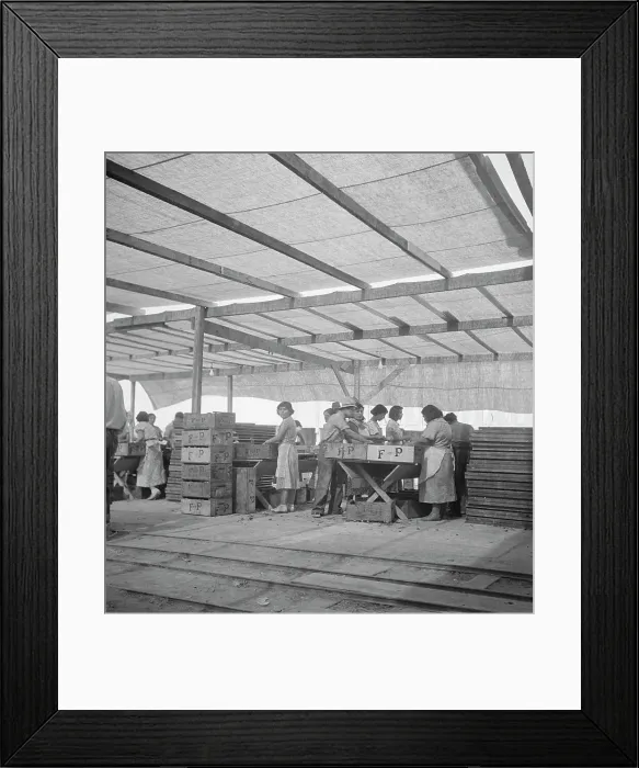 Framed Print : Women packing apricots in large open sheds adjoining the orchards, Brentwood, California, 1938. Creator: Dorothea Lange Framed Print : Women packing apricots in large open sheds adjoining the orchards, Brentwood, California, 1938. Creator: Dorothea Lange