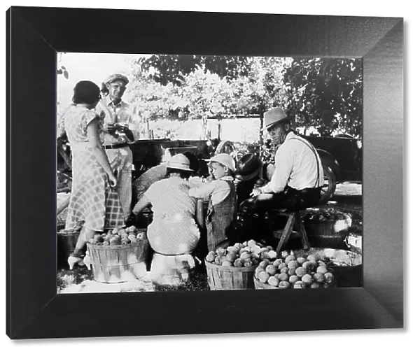 Utah farm family in the orchard at peach harvest, near Springdale, Utah, 1938. Creator: Dorothea Lange