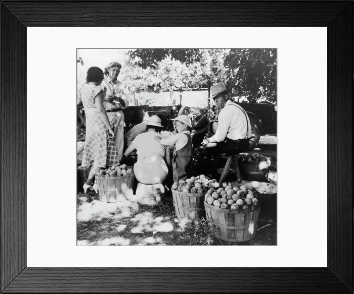 Framed Print : Utah farm family in the orchard at peach harvest, near Springdale, Utah, 1938. Creator: Dorothea Lange Framed Print : Utah farm family in the orchard at peach harvest, near Springdale, Utah, 1938. Creator: Dorothea Lange