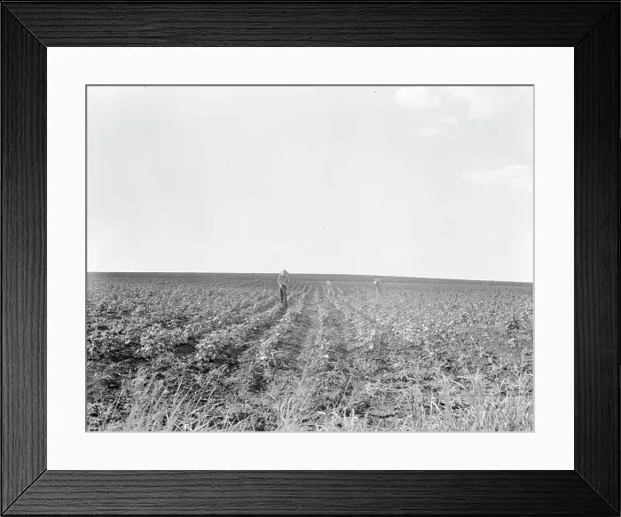 Framed Print : Hoeing cotton, South Texas, 1936. Creator: Dorothea Lange Framed Print : Hoeing cotton, South Texas, 1936. Creator: Dorothea Lange