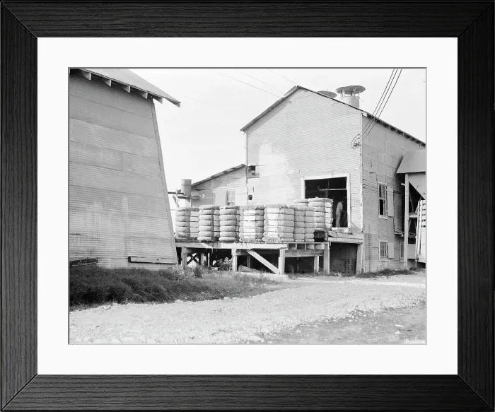 Framed Print : Cotton bales on gin platform, Robstown, Texas, 1936. Creator: Dorothea Lange