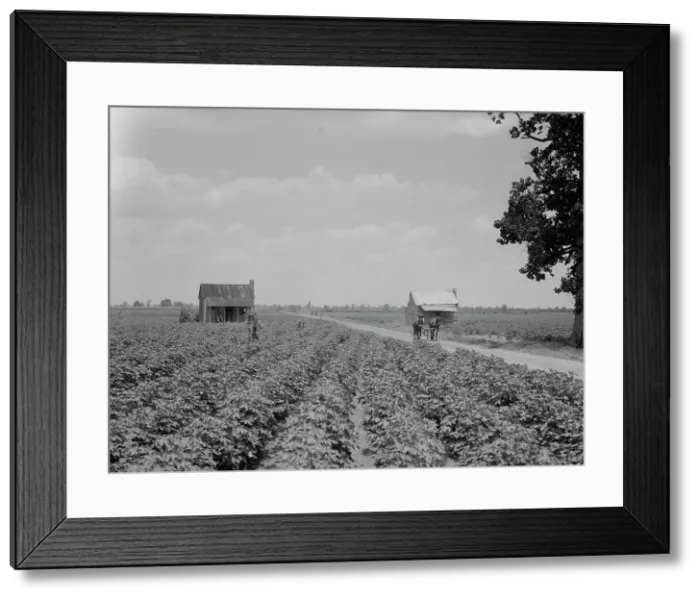 Framed Print : A cotton patch in the Delta area in Mississippi, 1937. Creator: Dorothea Lange Framed Print : A cotton patch in the Delta area in Mississippi, 1937. Creator: Dorothea Lange