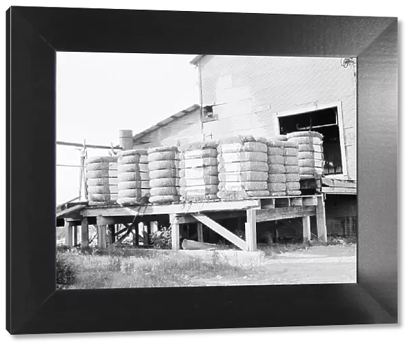 Bales of cotton on gin platform, Robstown, Texas, 1936. Creator: Dorothea Lange