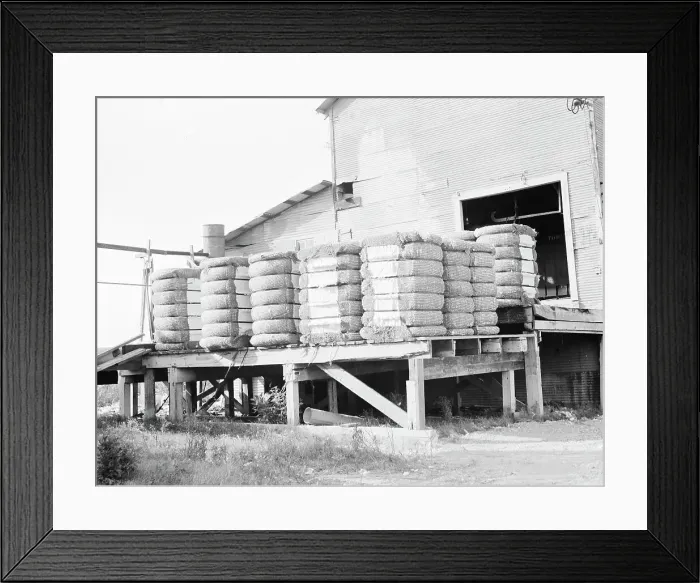 Framed Print : Bales of cotton on gin platform, Robstown, Texas, 1936. Creator: Dorothea Lange Framed Print : Bales of cotton on gin platform, Robstown, Texas, 1936. Creator: Dorothea Lange