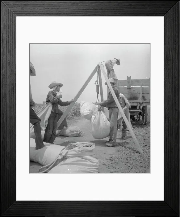 Framed Print : Weighing cotton near Robstown, Texas, 1936. Creator: Dorothea Lange Framed Print : Weighing cotton near Robstown, Texas, 1936. Creator: Dorothea Lange