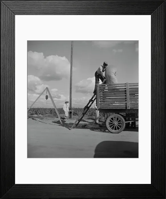 Framed Print : Loading cotton after weighing, San Joaquin Valley, California, 1938. Creator: Dorothea Lange Framed Print : Loading cotton after weighing, San Joaquin Valley, California, 1938. Creator: Dorothea Lange