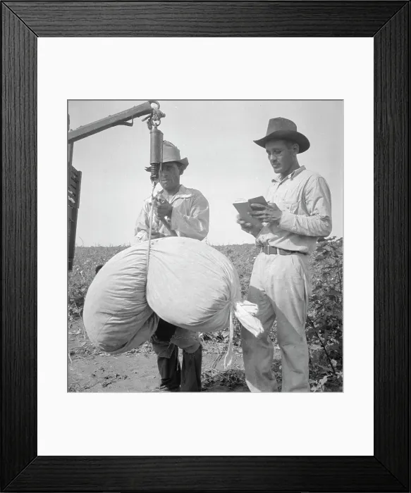 Framed Print : Cotton weighing near Robstown, Texas, 1936. Creator: Dorothea Lange Framed Print : Cotton weighing near Robstown, Texas, 1936. Creator: Dorothea Lange