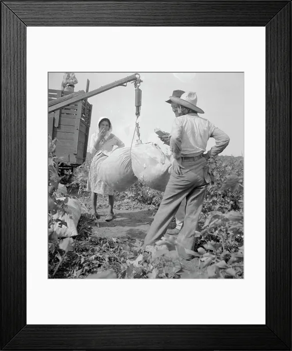 Framed Print : Cotton weighing near Brownsville, Texas, 1936. Creator: Dorothea Lange Framed Print : Cotton weighing near Brownsville, Texas, 1936. Creator: Dorothea Lange