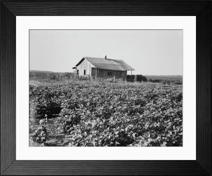 Framed Print : Cotton is planted close to the abandoned cabins, Aldridge Plantation, Mississippi, 1937. Creator: Dorothea Lange Framed Print : Cotton is planted close to the abandoned cabins, Aldridge Plantation, Mississippi, 1937. Creator: Dorothea Lange