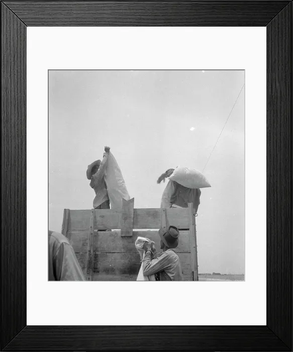 Framed Print : Cotton picking in south Texas, 1936. Creator: Dorothea Lange Framed Print : Cotton picking in south Texas, 1936. Creator: Dorothea Lange