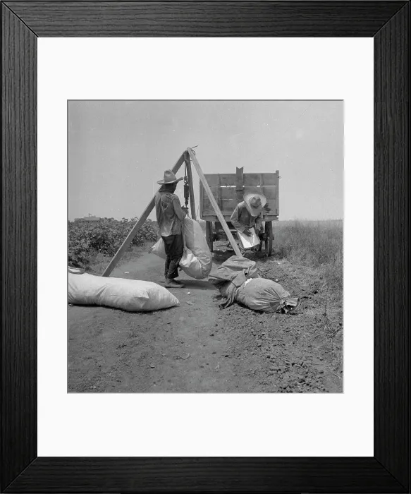 Framed Print : Cotton weighing, South Texas, 1936. Creator: Dorothea Lange Framed Print : Cotton weighing, South Texas, 1936. Creator: Dorothea Lange