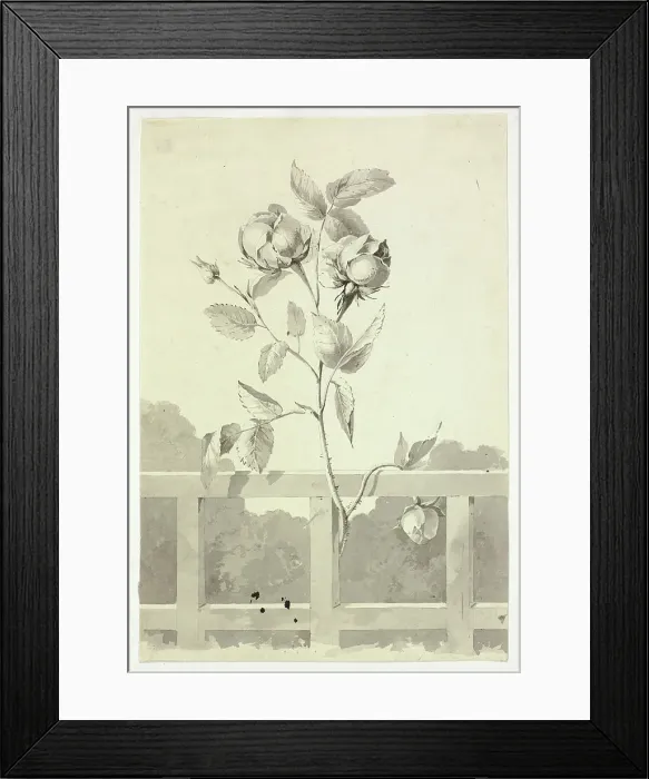 Framed Print : Rose, n.d. Creator: Pierre Antoine Mongin Framed Print : Rose, n.d. Creator: Pierre Antoine Mongin