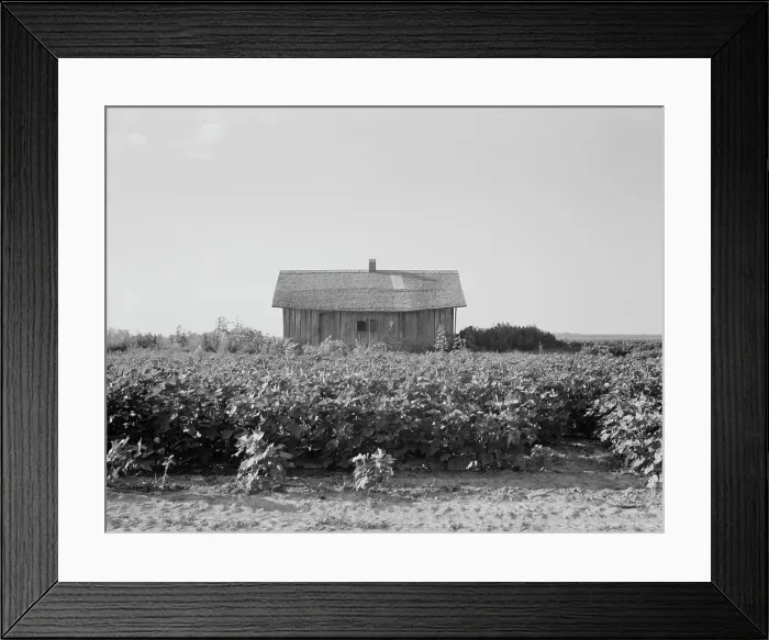 Framed Print : Cotton is planted close to the abandoned cabins, Aldridge Plantation, Mississippi, 1937. Creator: Dorothea Lange Framed Print : Cotton is planted close to the abandoned cabins, Aldridge Plantation, Mississippi, 1937. Creator: Dorothea Lange