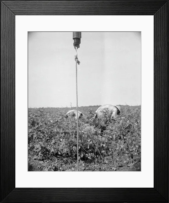 Framed Print : Cotton picking in south Texas, 1936. Creator: Dorothea Lange Framed Print : Cotton picking in south Texas, 1936. Creator: Dorothea Lange