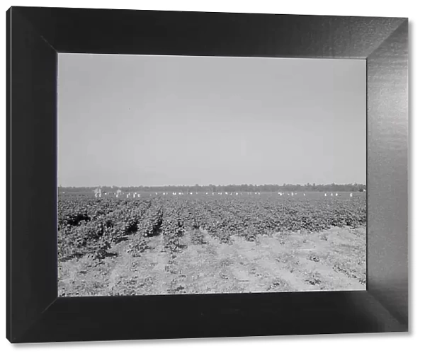 Cotton hoers on the Aldridge Plantation near Leland, Mississippi, 1937. Creator: Dorothea Lange