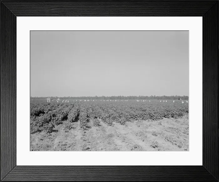 Framed Print : Cotton hoers on the Aldridge Plantation near Leland, Mississippi, 1937. Creator: Dorothea Lange Framed Print : Cotton hoers on the Aldridge Plantation near Leland, Mississippi, 1937. Creator: Dorothea Lange