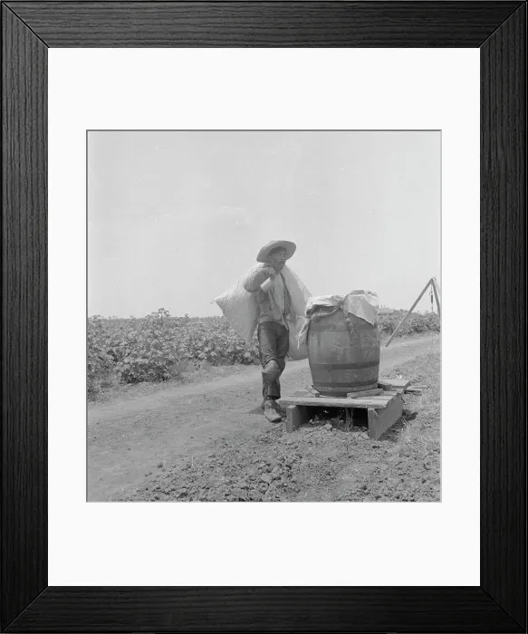 Framed Print : Cotton picking in south Texas, 1936. Creator: Dorothea Lange Framed Print : Cotton picking in south Texas, 1936. Creator: Dorothea Lange