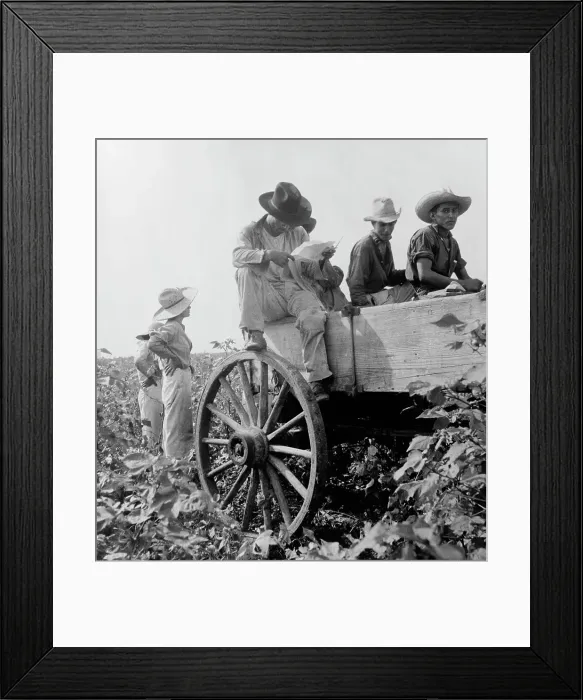 Framed Print : Cotton picking in south Texas, 1936. Creator: Dorothea Lange