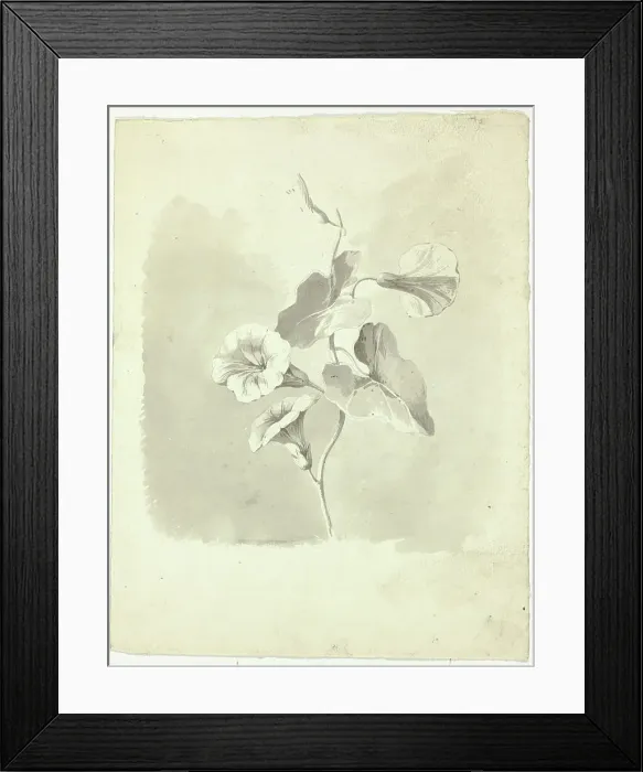 Framed Print : Morning Glories, n.d. Creator: Pierre Antoine Mongin Framed Print : Morning Glories, n.d. Creator: Pierre Antoine Mongin