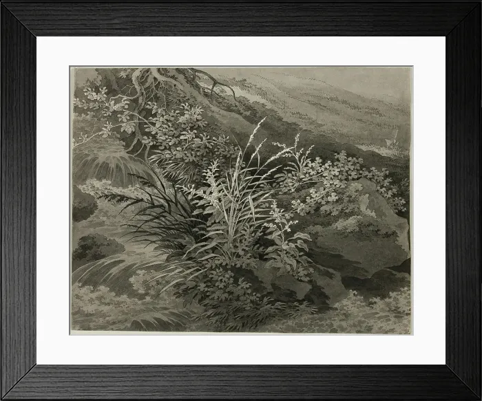 Framed Print : Corner of the Meadow with Reeds and Other Plants, c. 1800. Creator: Adrian Zingg Framed Print : Corner of the Meadow with Reeds and Other Plants, c. 1800. Creator: Adrian Zingg